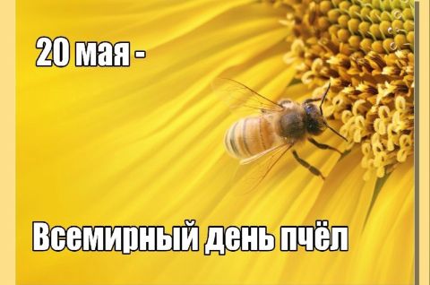 Всемирный день пчёл